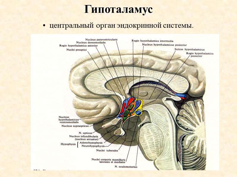 Гипоталамус центральный орган эндокринной системы.